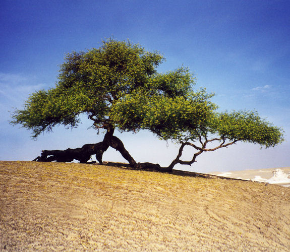 Wei�e W�ste, �gypten