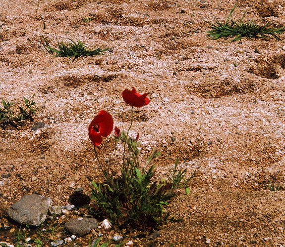 Im Hoggar-Gebirge, Algerische Sahara
