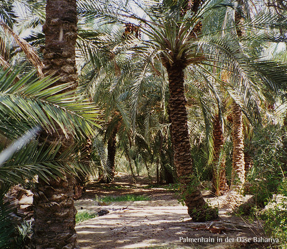 Oasen der Westlichen W�ste / �gypten